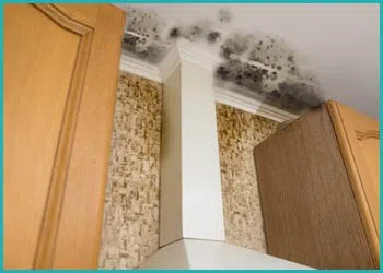 Delray Beach Water Damage Delray Beach, FL 561-330-5099 - cont-img-mold
