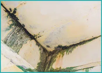 Delray Beach Water Damage Delray Beach, FL 561-330-5099 Delray Beach Water Damage Delray Beach, FL 561-330-5099 - cont-img-water-leaks